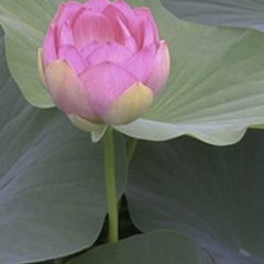 Blushing Lotus II