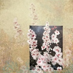 Cherry Blossom Abstract III