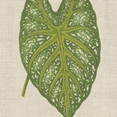 Leaves on Linen I