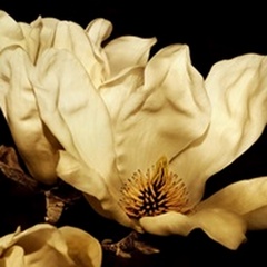 Buttercream Magnolia II