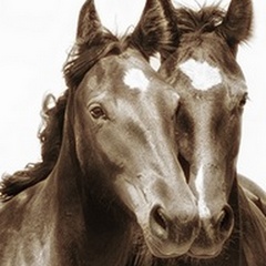 Horse Portrait III