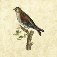 Selby Birds VI