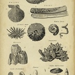 Study of Shells IV