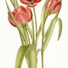 Curtis Tulips VII