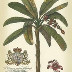 Palm and Crest II
