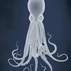 Octopus 8, White on Blue