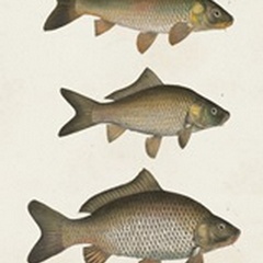 Species of Antique Fish I