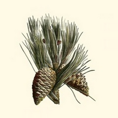 Bordeaux Pine