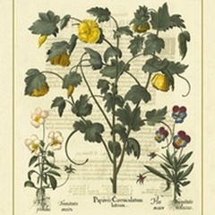Besler Floral VI