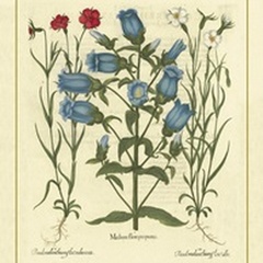 Besler Floral IV