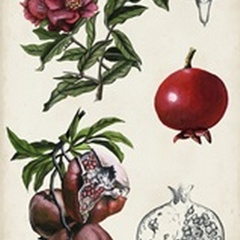 Pomegranate Composition II