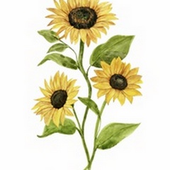 Sunflower Trio II