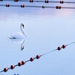 Swan and Ropes