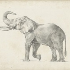 Elephant Sketch I