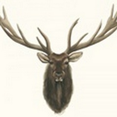 Elk Bust