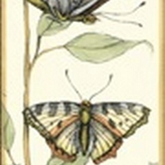 Small Tandem Butterflies III (P)