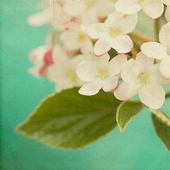 White Flowers IX