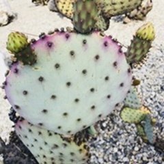 Pink Green Cactus I