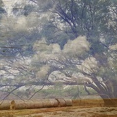 Texas Tree Collage