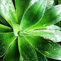 Green Tropical Succulent V