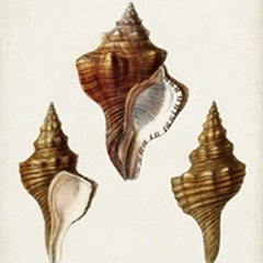 Sowerby Shells IX