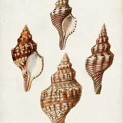 Sowerby Shells IV