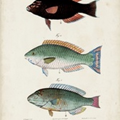 Antique Fish Trio IV