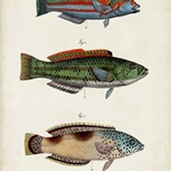 Antique Fish Trio I