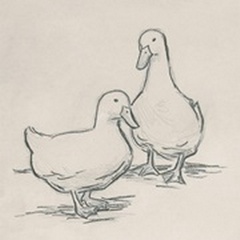 Duck Sketch II