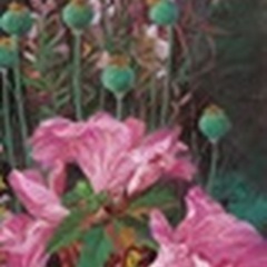 Pink Azalea Garden II