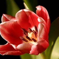 Red Tulip IV