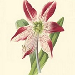 Amaryllis Blooms IV