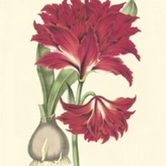 Amaryllis Blooms II