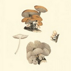 Curtis Mushrooms I