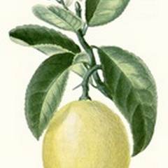 Turpin Fruit I