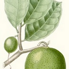 Turpin Fruit III