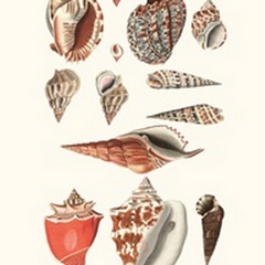 Shell Collection IV