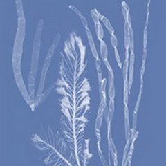 Seaweed Cyanotype IV