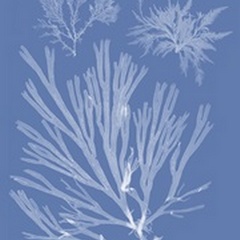 Seaweed Cyanotype II