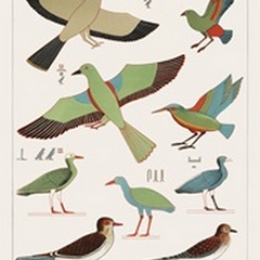 Egyptian Bird Charts III