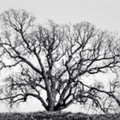 Grand Oak Tree I
