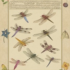 Dragonfly Manuscript III