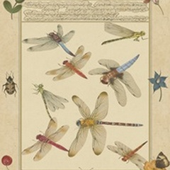 Dragonfly Manuscript IV