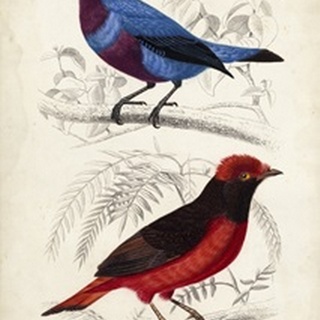 D'Orbigny Birds II
