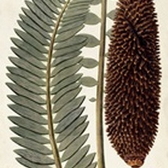 Leaf Varieties IV