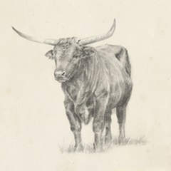 Longhorn Steer Sketch I