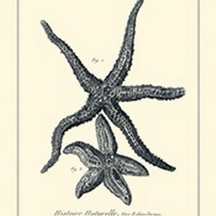Indigo Starfish I