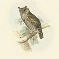 Gould Scops-Eared Owl
