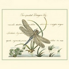 Antique Dragonfly II