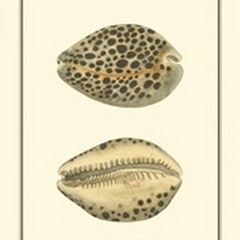 Leopard Cowry Shells